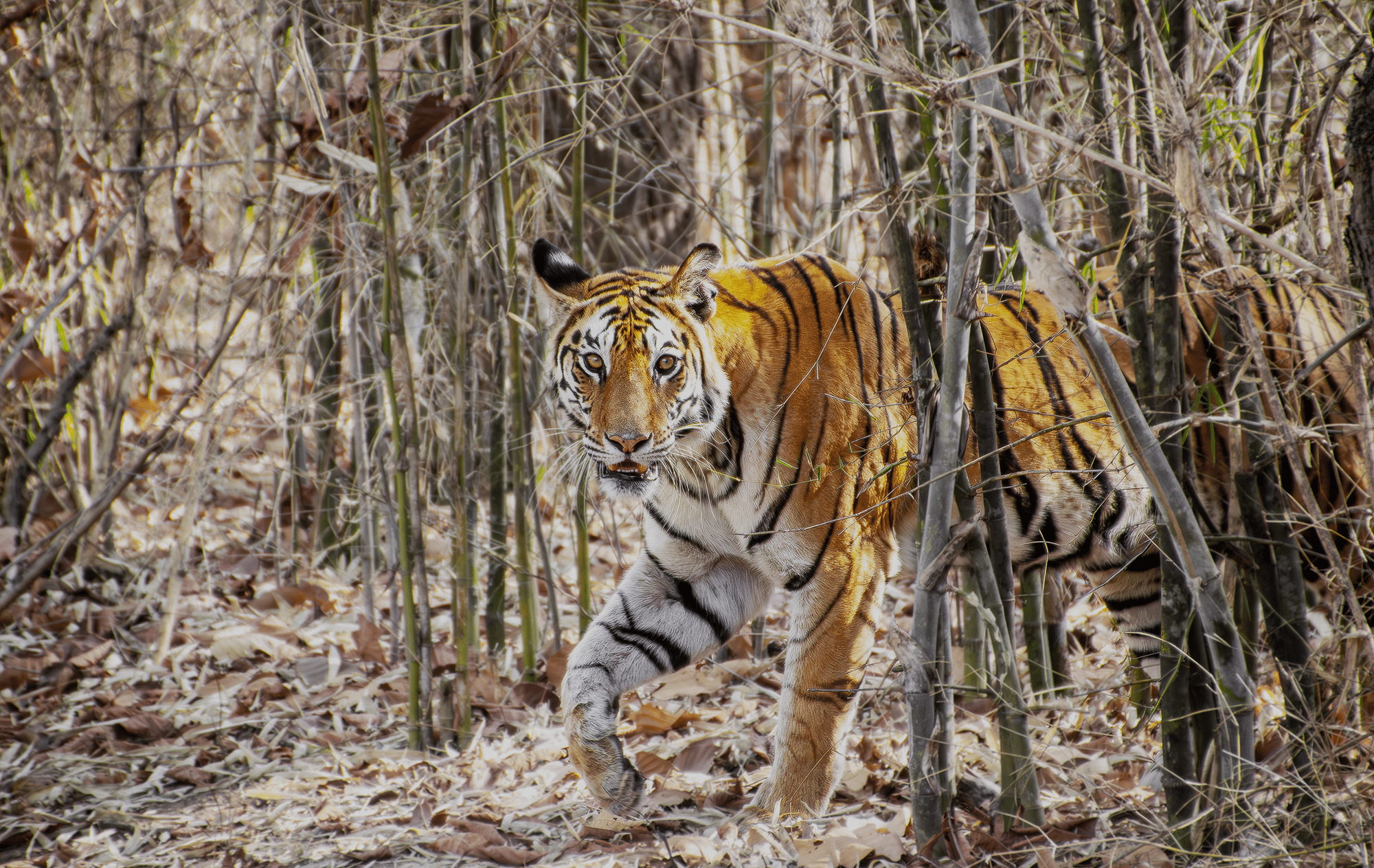 Tigers at India - by Webdesign Limburg